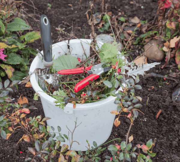 Fall Gardening: What to Plant Before the First Frost