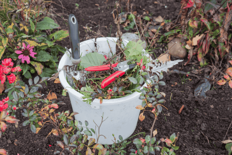 Fall Gardening: What to Plant Before the First Frost