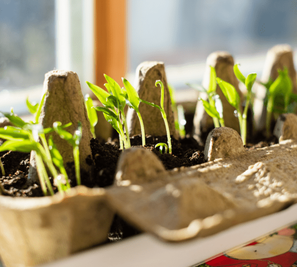 Growing Your Own Herbs at Home: A Beginner’s Guide