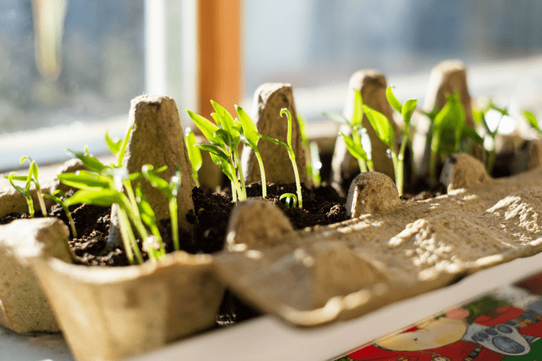 Growing Your Own Herbs at Home: A Beginner’s Guide