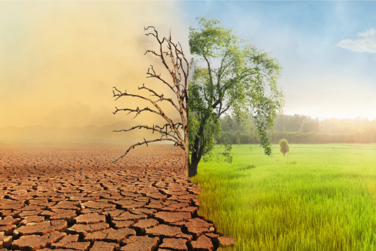 Climate Change Impact on Local Agriculture